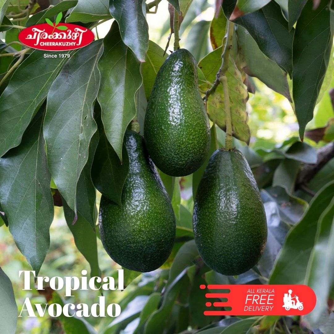 Avocado - Tropical (graft)